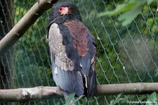 Gaukler (Terathopius ecaudatus) im Zoo Wuppertal