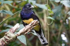 Grünmanteltrogon (Trogon viridis) im Zoo Wuppertal