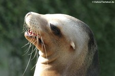 Kalifornischer Seelöwe (Zalophus californianus) im Zoo Wuppertal