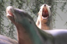 Kalifornischer Seelöwe (Zalophus californianus) im Zoo Wuppertal