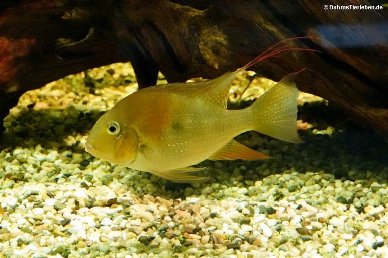 Acarichthys heckelii