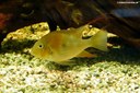Acarichthys heckelii