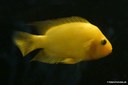 Amphilophus citrinellus