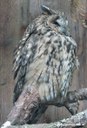 Asio otus otus