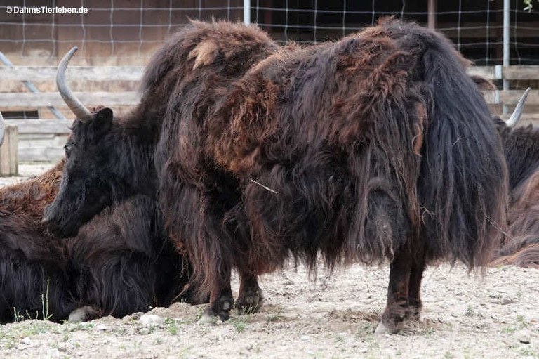 bos-mutus.jpg