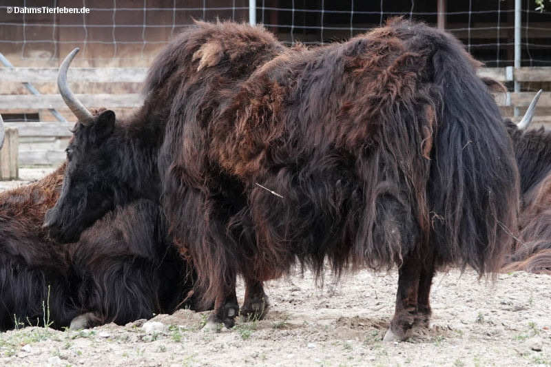 bos-mutus.jpg