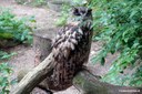 Bubo bubo