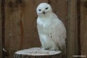 Bubo scandicus