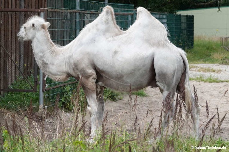 camelus-bactrianus.jpg