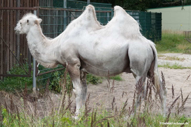 camelus-bactrianus.jpg