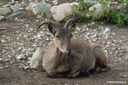 Capra cylindricornis