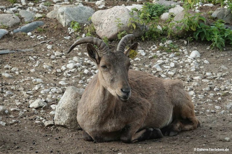 capra-cylindricornis-2.jpg