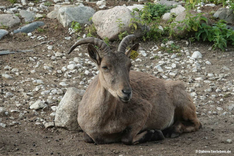 capra-cylindricornis-2.jpg