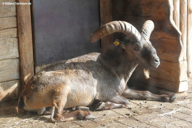 capra-cylindricornis.jpg