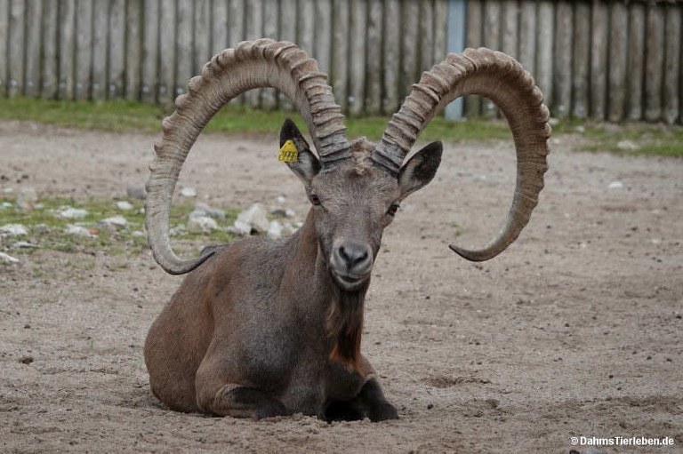 Capra-sibirica.jpg