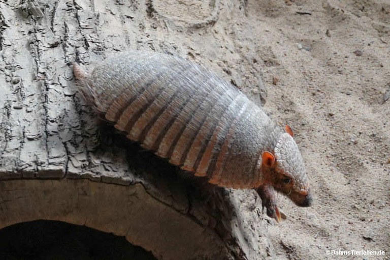 chaetophractus-villosus.jpg