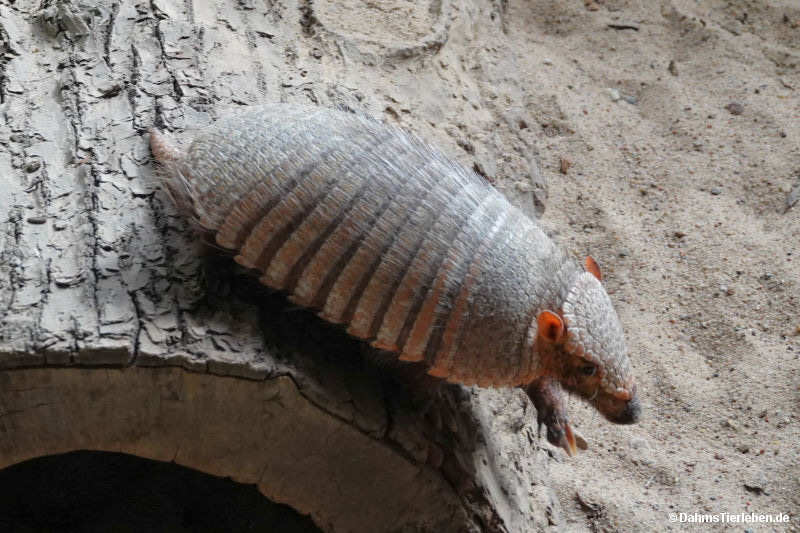 chaetophractus-villosus.jpg