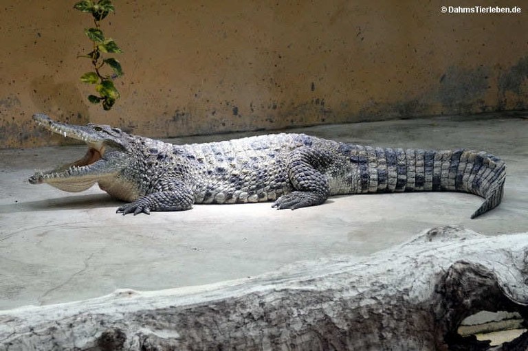 Crocodylus rhombifer