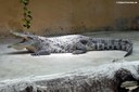 Crocodylus rhombifer