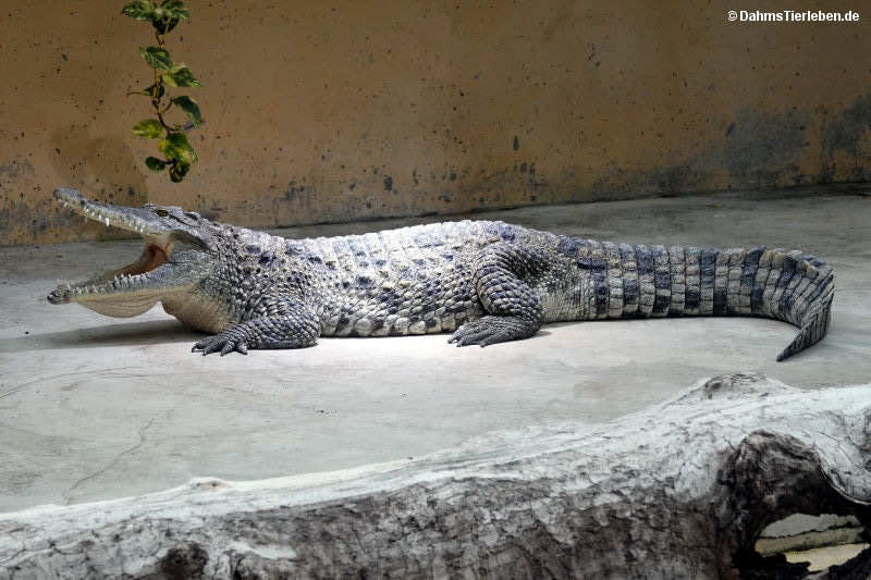Crocodylus rhombifer