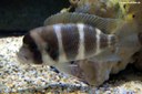 Cyphotilapia frontosa