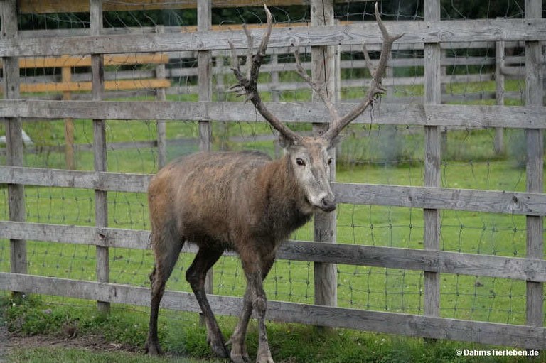 elaphurus-davidianus.jpg