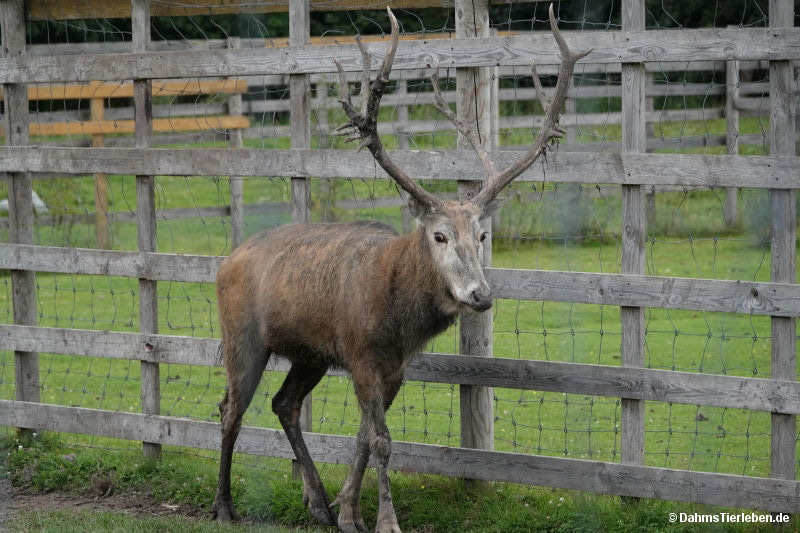 elaphurus-davidianus.jpg