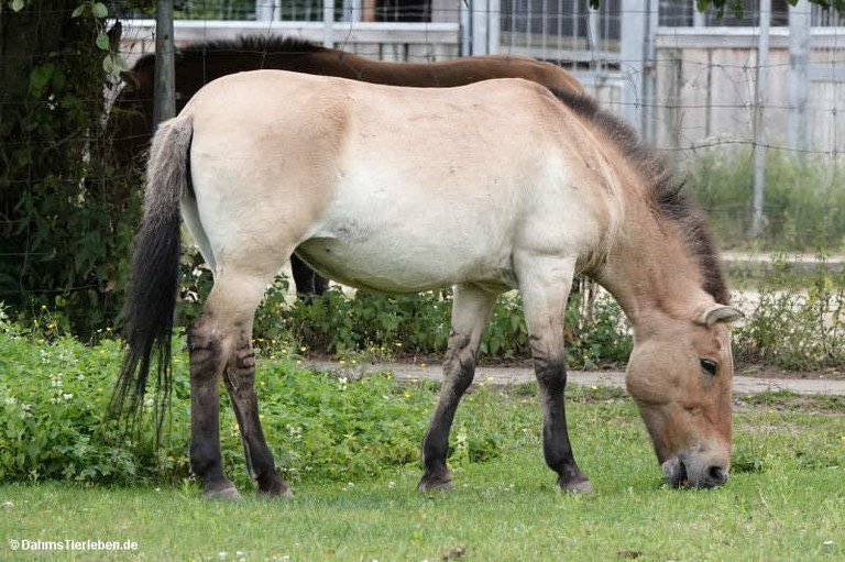 equus-ferus-przewalskii.jpg