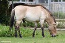 Equus ferus przewalski