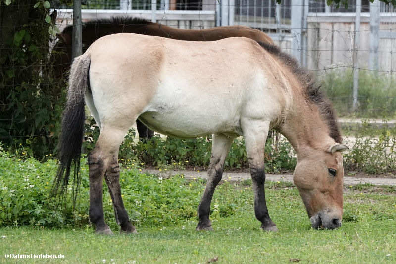 equus-ferus-przewalskii.jpg