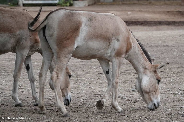 equus-hemionus-kulan-2.jpg