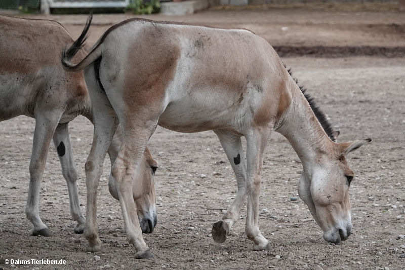 equus-hemionus-kulan-2.jpg