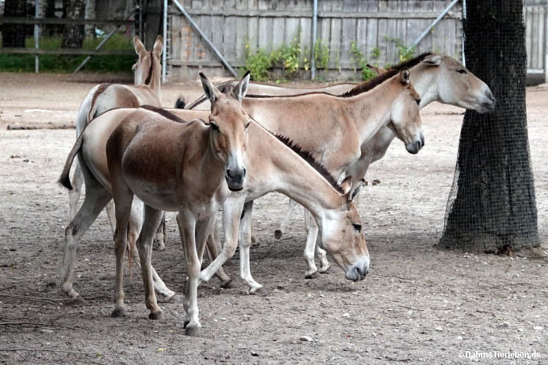 equus-hemionus-kulan.jpg