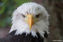 Haliaeetus leucocephalus