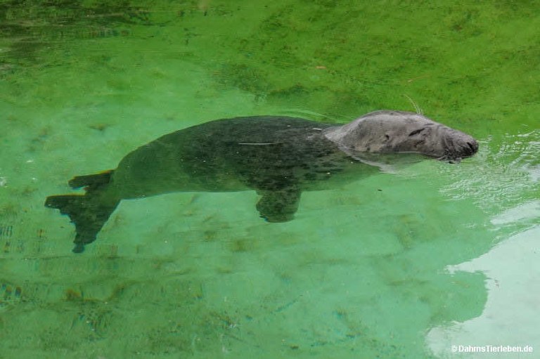 Halichoerus grypus grypus