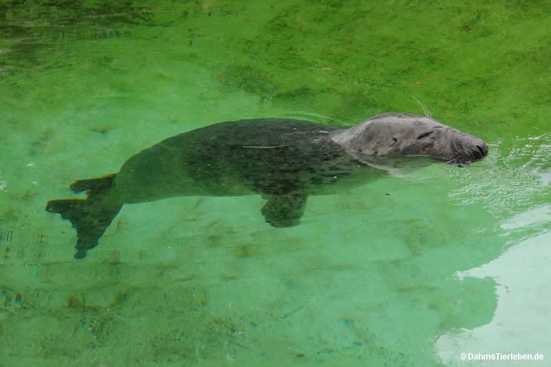 Halichoerus grypus grypus
