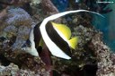 Heniochus acuminatus
