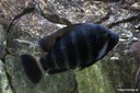 Heterotilapia buettikoferi