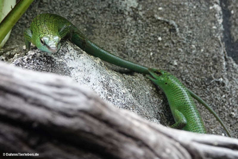 Lamprolepis smaragdina-2