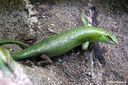 Lamprolepis smaragdina