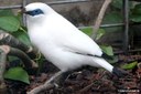 Leucopsar rothschildi