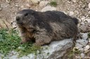 Marmota marmota marmota