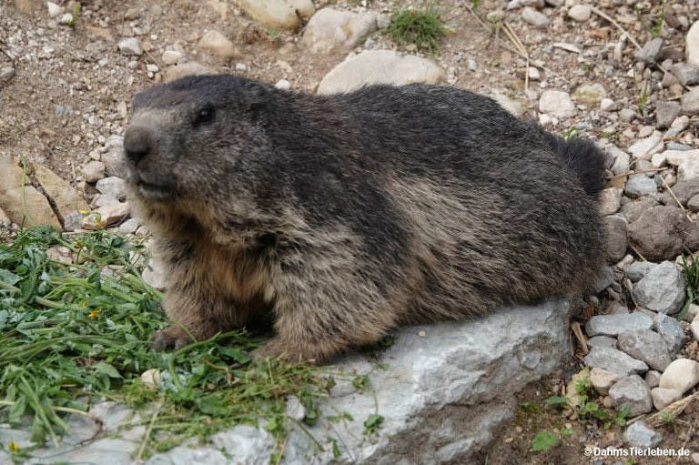 marmota-marmota.jpg
