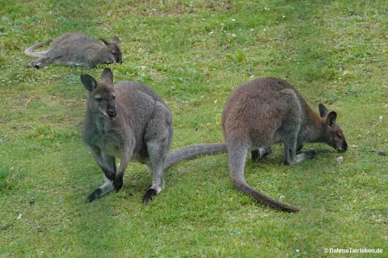 notamacropus-rufogriseus.jpg