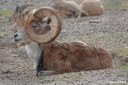 Ovis vignei arkal