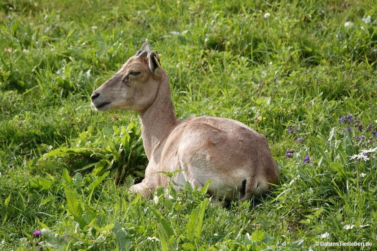ovis-vignei-cycloceros.jpg