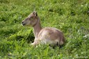 Ovis vignei cycloceros