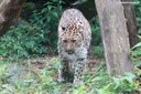 Panthera pardus orientalis