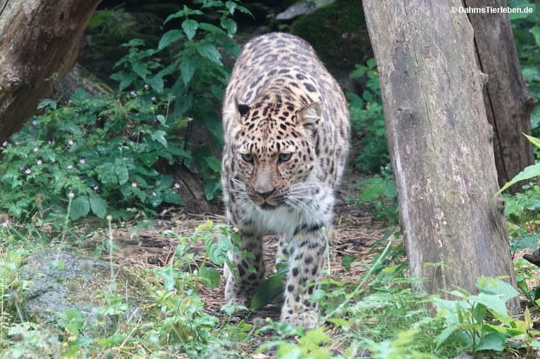 Panthera pardus orientalis