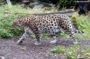 Panthera pardus orientalis